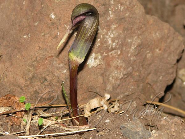 Sahyadri Cobra Lily